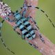 Imagen para el artículo titulado El autor de la foto ganadora de este concurso de fotografía de insectos tenía fobia a los insectos